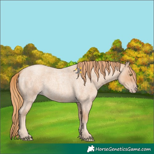 Horse Color:Gold Champagne Roan