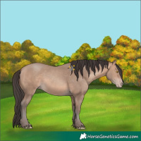 Horse Color:Amber Champagne