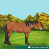 Horse Color:Bay 