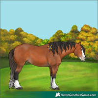 Horse Color:Bay Splash 