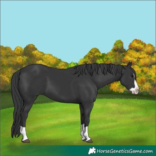 Horse Color:Black Splash 
