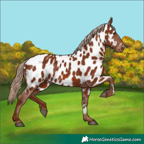 Horse Color:Chestnut Appaloosa 