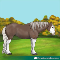 Horse Color:Silver Black Splash 