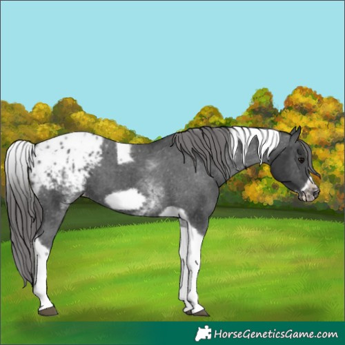 Horse Color:White Spotted Black Splash Tobiano Frame Appaloosa