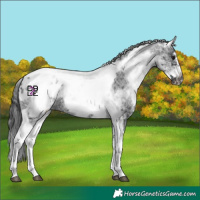 Horse Color:White Spotted Black Splash Tobiano Frame Appaloosa 