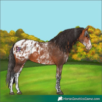 Horse Color:Bay Blanket and White Spotted Bay Blanket