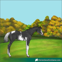 Horse Color:White Spotted Black Splash Tobiano Frame Appaloosa 