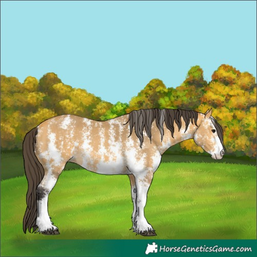 Horse Color:Buckskin Sabino 