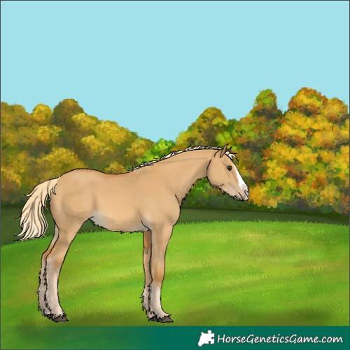 Horse Color:Palomino Dun Splash