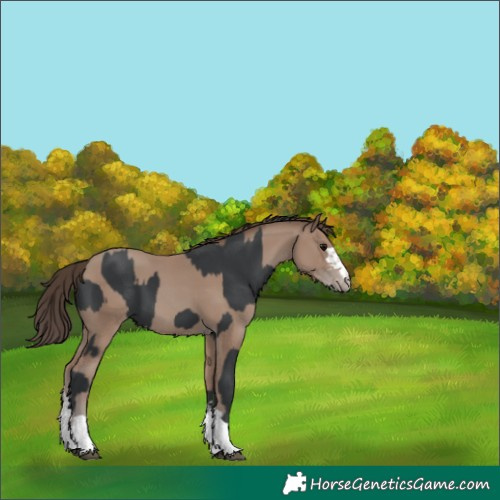 Horse Color:Black Appaloosa  and Classic Champagne Appaloosa 