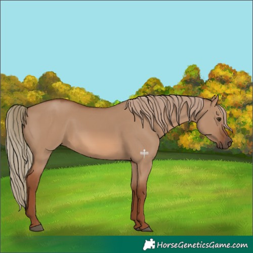 Horse Color:Red Dun 