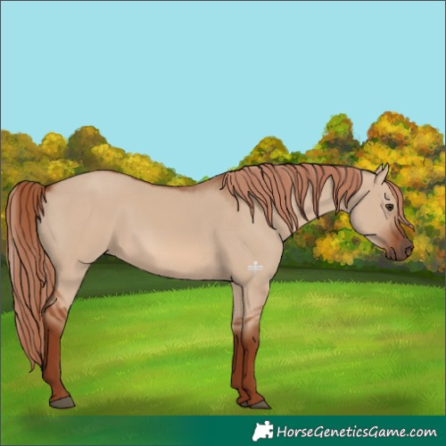 Horse Color:Red Dun 
