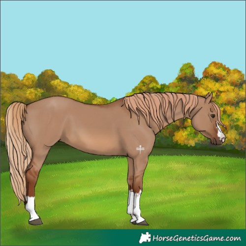 Horse Color:Red Dun