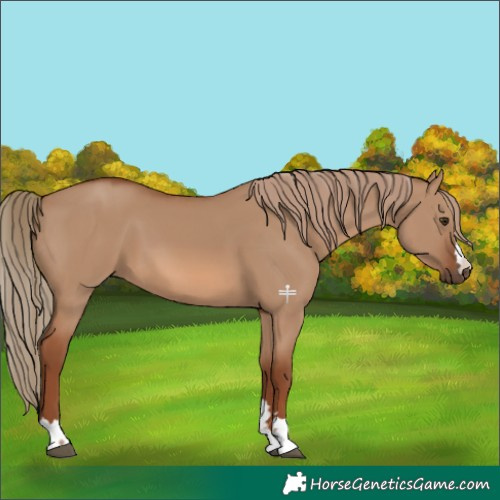Horse Color:Red Dun 