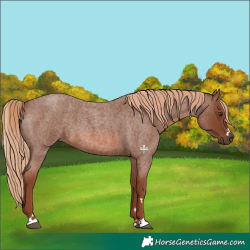 Horse Color:Red Roan 