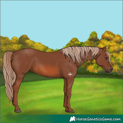 Horse Color:Chestnut 