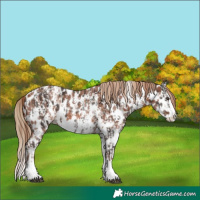 Horse Color:Liver Chestnut Sabino Splash Appaloosa  and Chestnut Sabino Splash Appaloosa 