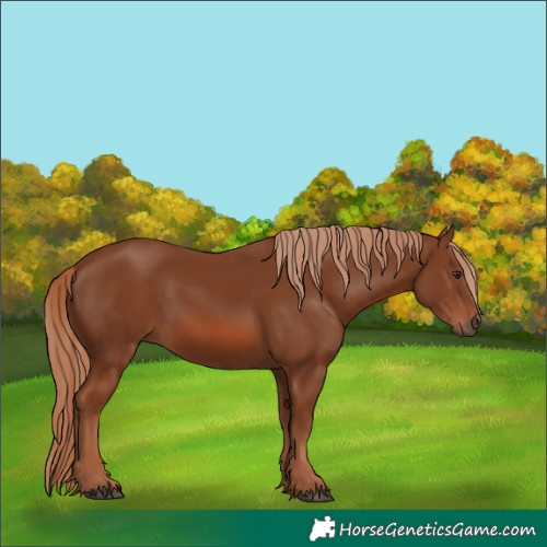 Horse Color:Chestnut 
