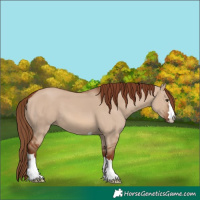 Horse Color:Red Dun 