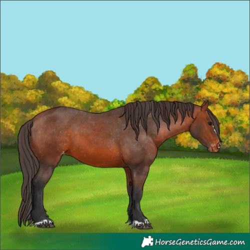 Horse Color:Bay Appaloosa 