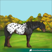 Horse Color:Liver Chestnut Appaloosa