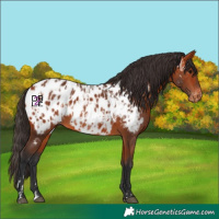 Horse Color:Bay Appaloosa and Bay Appaloosa