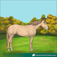 Horse Color:Gold Champagne Splash 