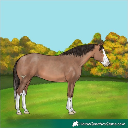 Horse Color:Sable Champagne Splash 