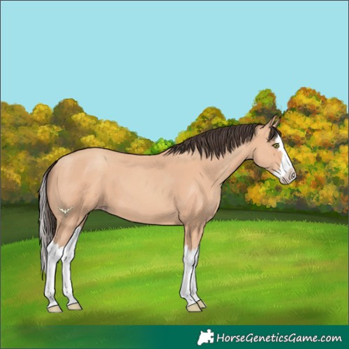 Horse Color:Amber Champagne Splash 