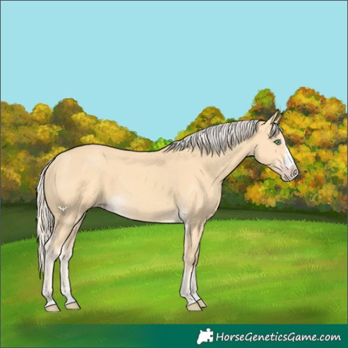 Horse Color:Gold Cream Champagne Splash