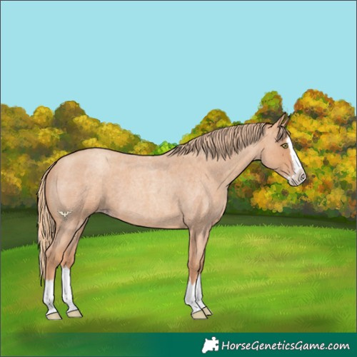 Horse Color:Gold Champagne Roan Splash 