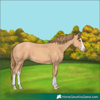 Horse Color:Gold Champagne Splash