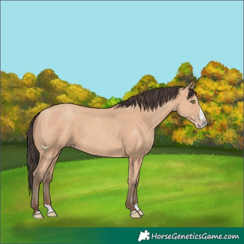 Horse Color:Amber Champagne Splash 
