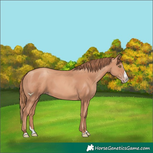 Horse Color:Gold Champagne Splash 