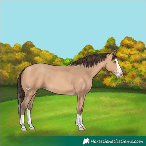 Horse Color:Amber Champagne Splash 