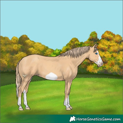 Horse Color:Gold Champagne Splash Frame 