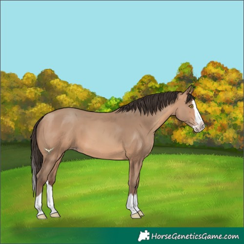 Horse Color:Amber Champagne Splash 