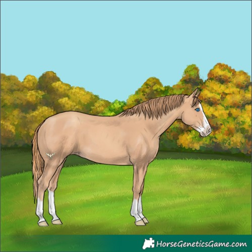 Horse Color:Gold Champagne Splash 