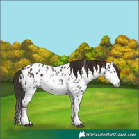 Horse Color:Liver Chestnut Sabino Splash Appaloosa  and Liver Chestnut Sabino Splash Appaloosa Rabicano 