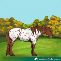 Horse Color:Chestnut Appaloosa