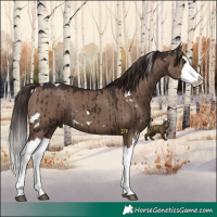 Horse Color:White Spotted Liver Red Dun Splash Brindle