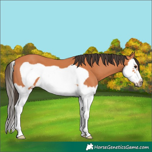 Horse Color:Bay Splash Frame 