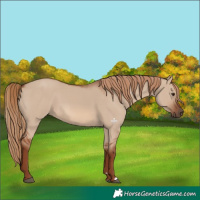 Horse Color:Red Dun
