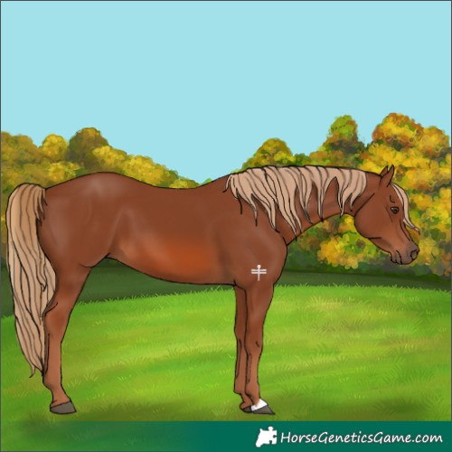 Horse Color:Chestnut 