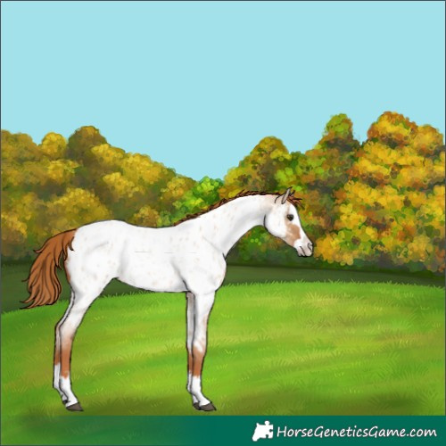 Horse Color:Red Dun Roan Splash Appaloosa