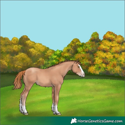 Horse Color:Gold Champagne Splash