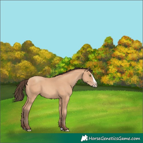 Horse Color:Amber Champagne Splash