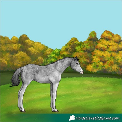 Horse Color:White Spotted Blue Roan 