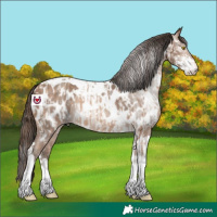 Horse Color:Amber Champagne Sabino Tobiano Near Leopard and Gray Amber Champagne Sabino Tobiano Near Leopard