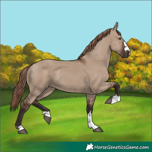 Horse Color:Liver Red Dun 